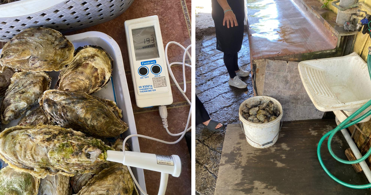 Cuatro turistas terminan intoxicados tras comer ostras crudas en Chiloé: moluscos estaban a 18 grados