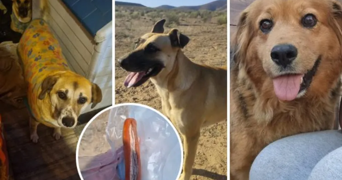 Denuncian envenenamiento de tres perritas en medio de paseo en La Serena