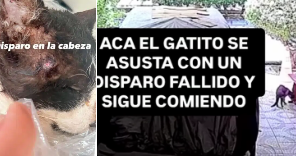 Conmoción por caso de crueldad animal en Calama: dos gatos murieron tras ser baleados