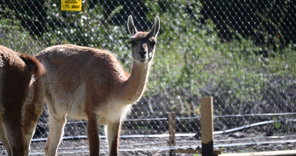 Nace cría de guanaco en Santuario Cascada en RM: es la primera en proyecto de repoblación del animal