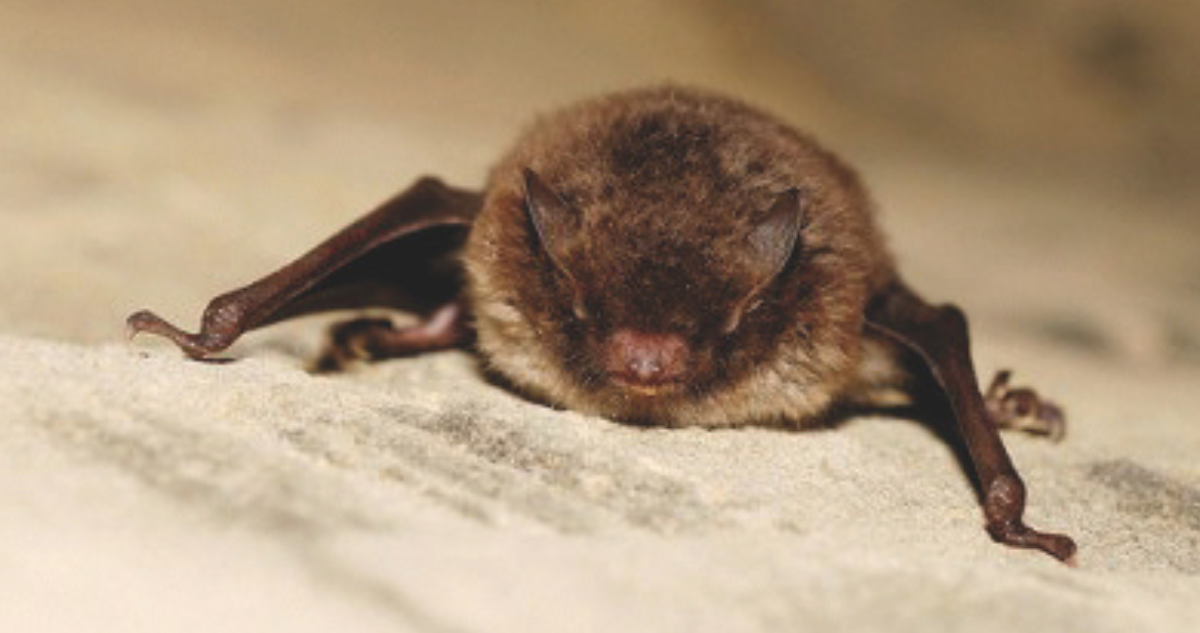 Foto de contexto de murciélago