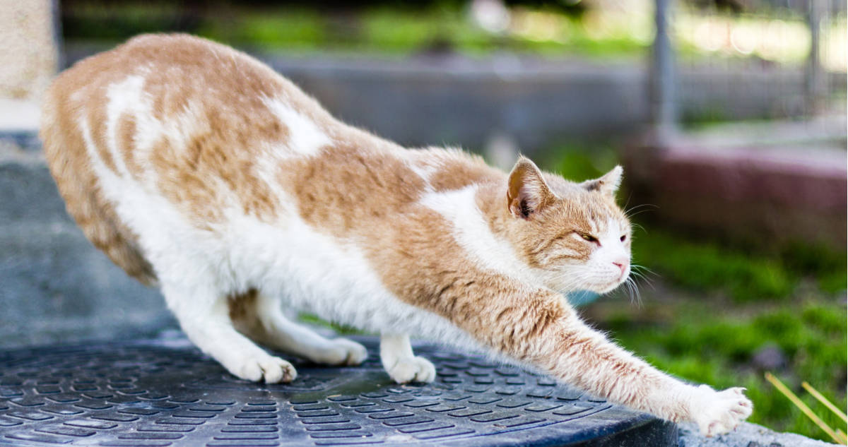 Gato estirándose