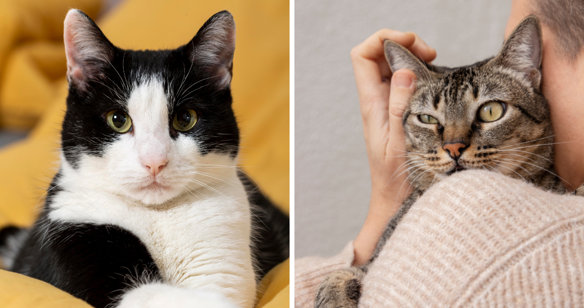 Alerta por aumento de casos de mortal virus que amenaza a gatos