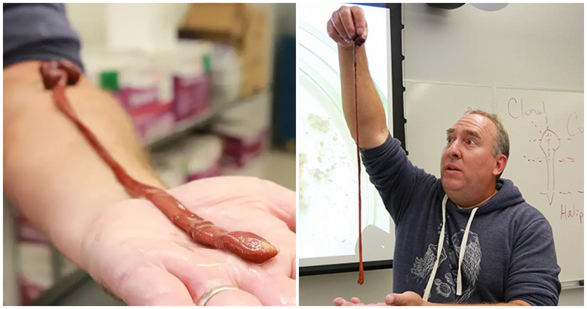 Gusano mascota de un científico bate récord de longevidad: “Es suave, flexible y ágil”