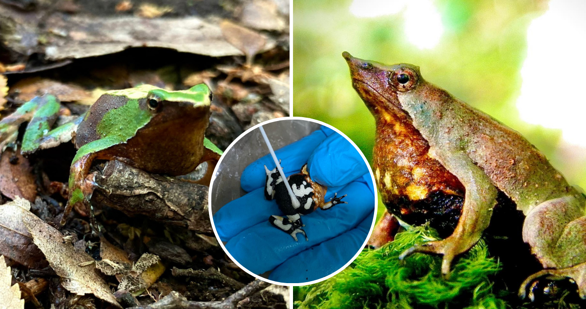 Investigación chilena descubre cómo un hongo invasivo provoca epidemias letales en anfibios terrestres