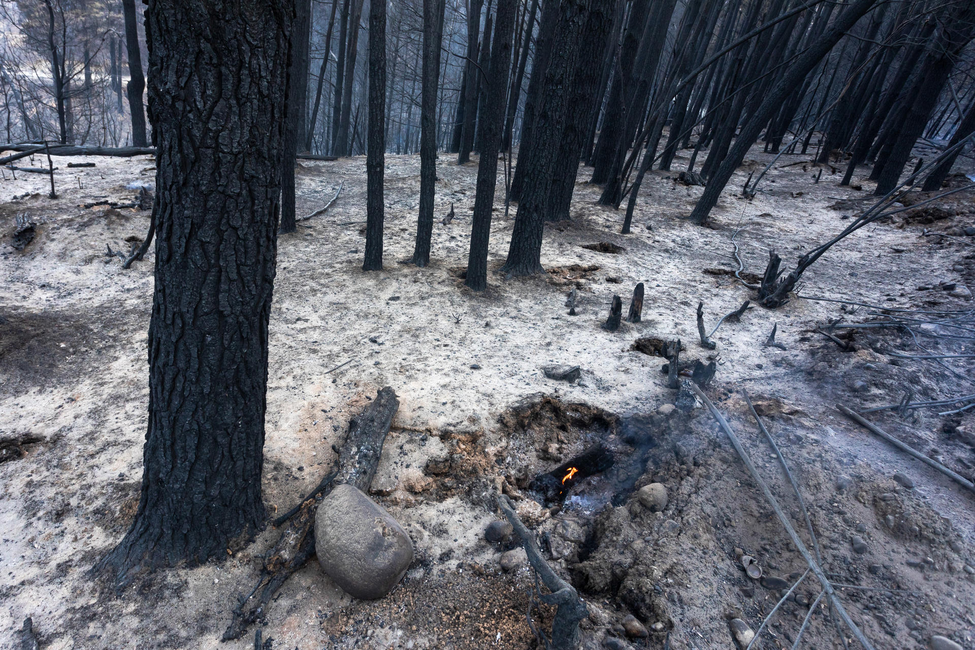 Zona afectada por los incendios forestales en El Hoyo, provincia de Chubut (Argentina)
