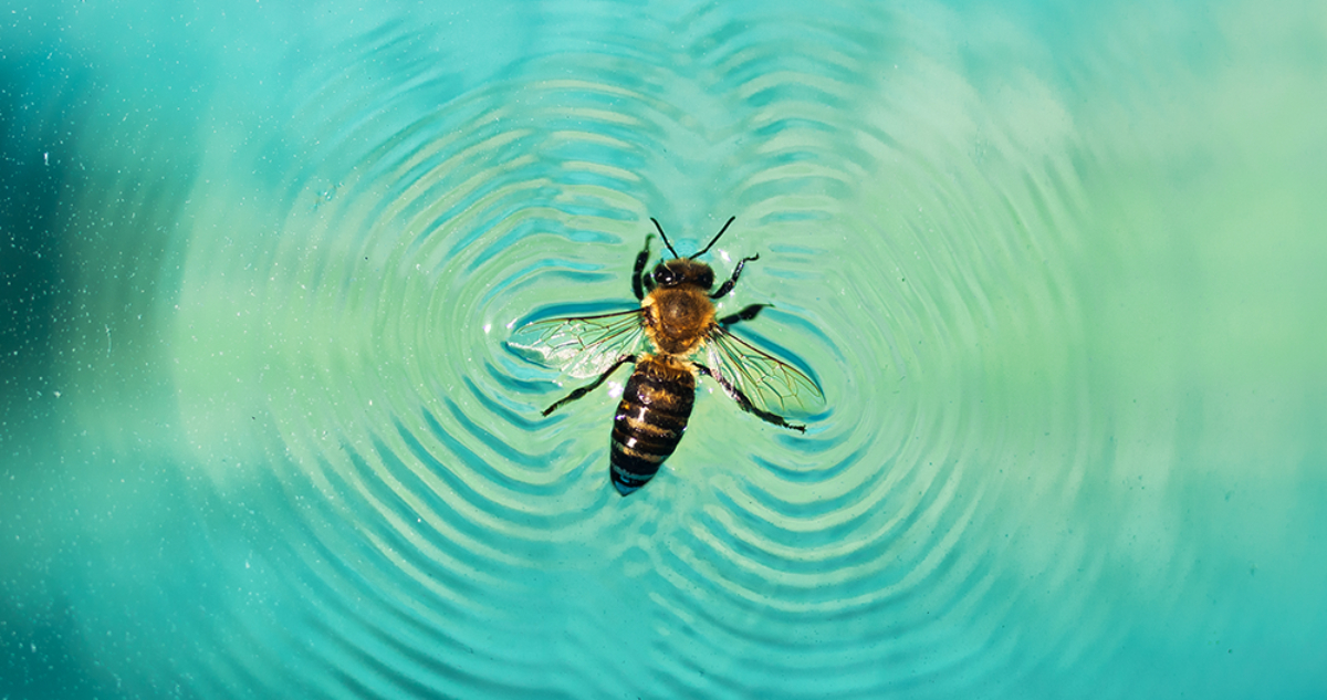 Insecto en una piscina