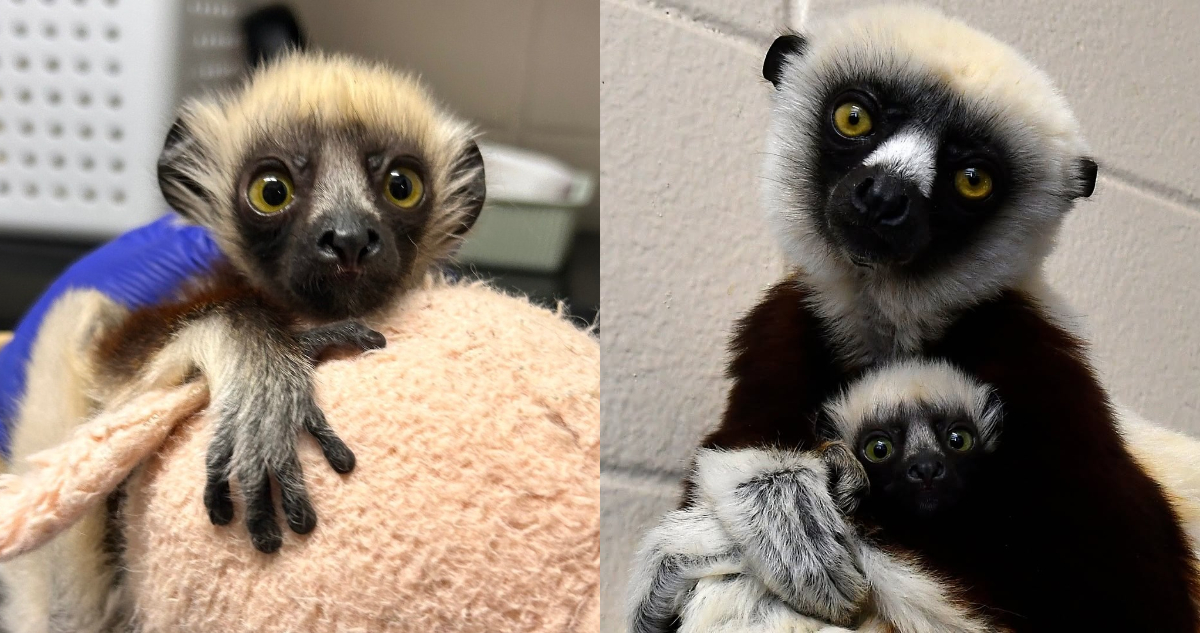 ¿Recuerdas al famoso lémur “Zoboomafoo”? Acaba de nacer su bisnieto “Junius”