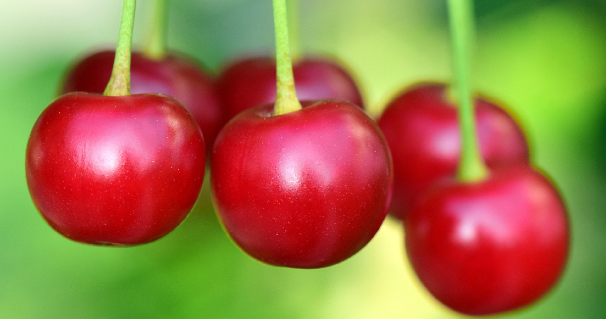 La dulce temporada que no fue: cereza chilena vuelve a sufrir por los bajos precios en China