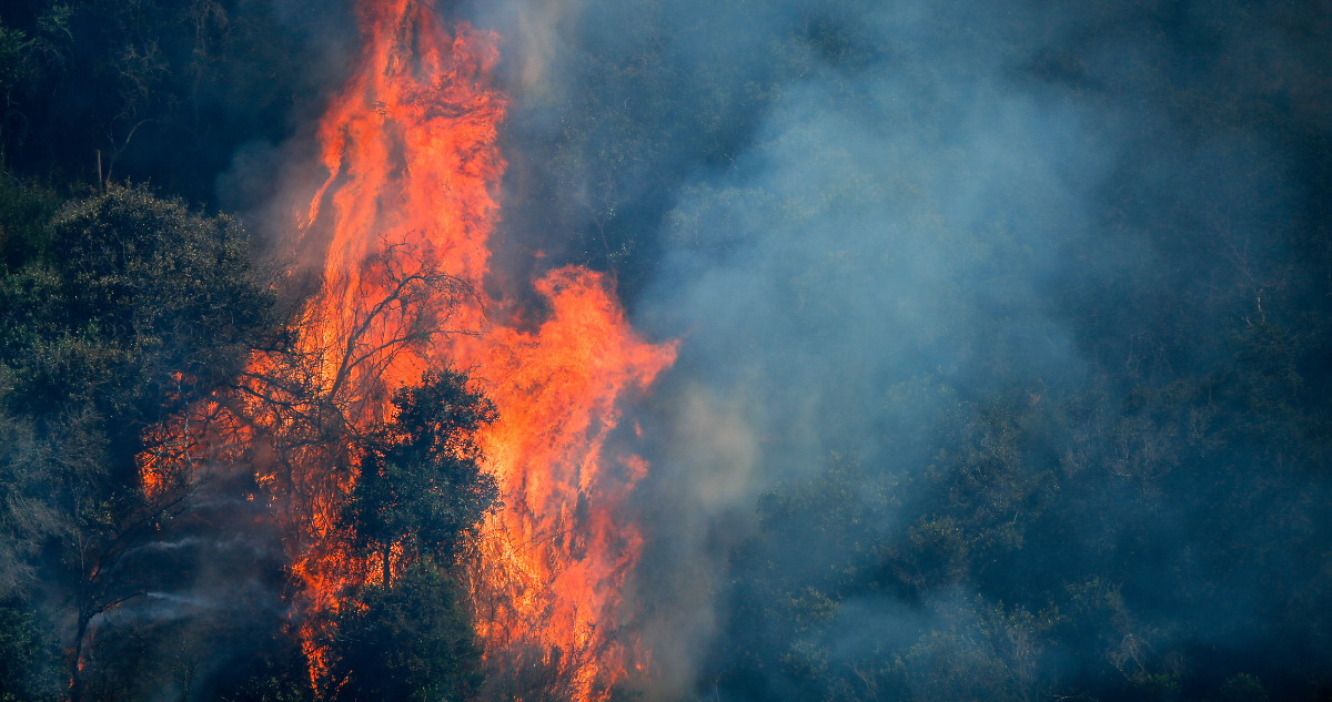 Incendio forestal
