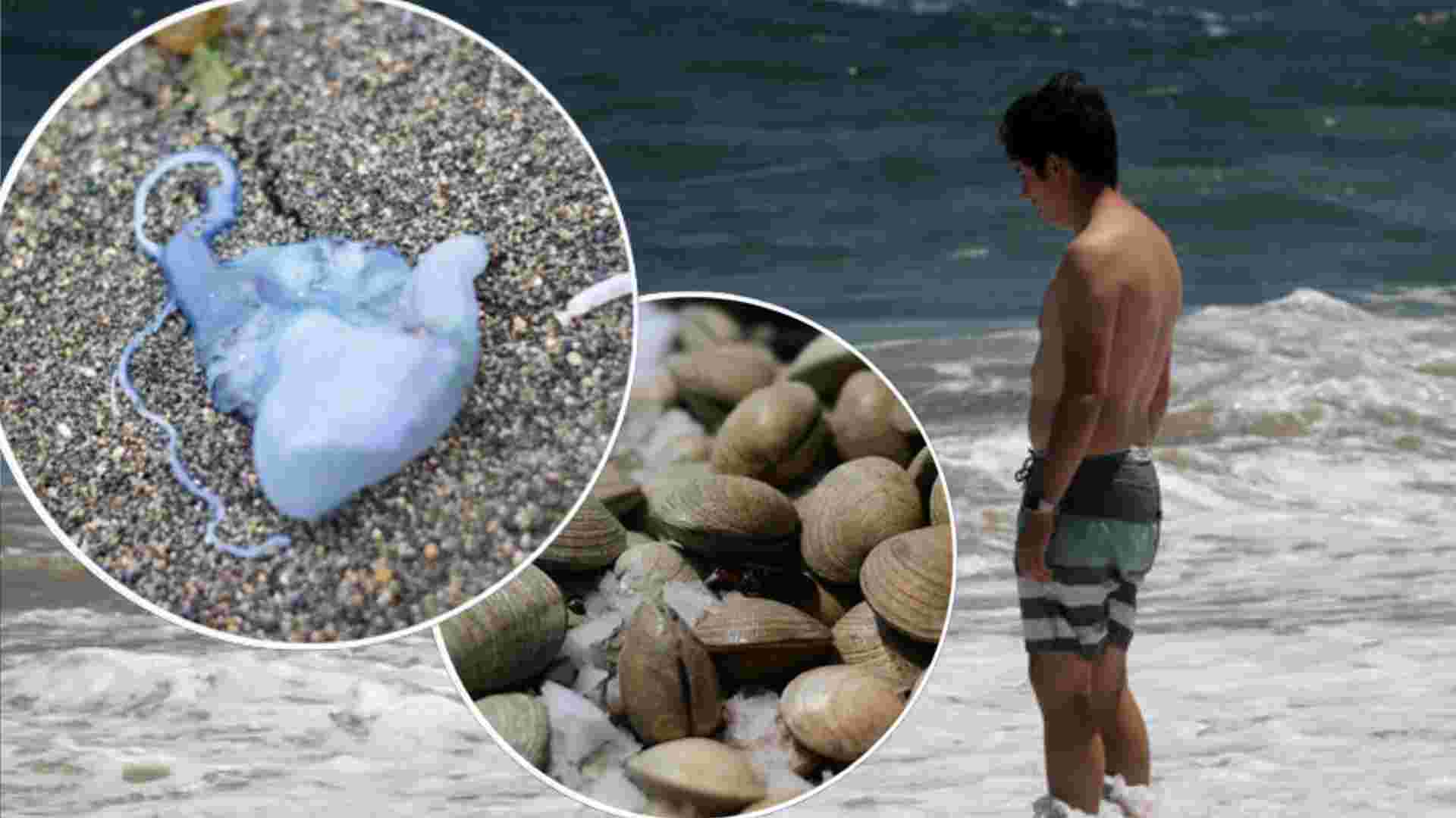 Fragata portuguesa y marea roja complican el verano en Coquimbo