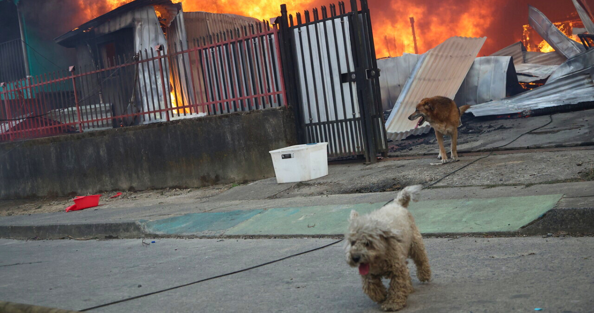 atención veterinaria gratuita