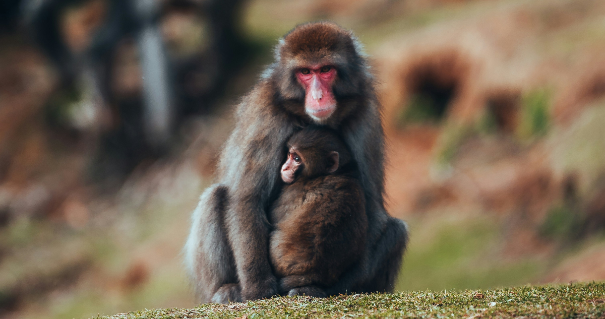 Científicos descubren una “curva universal” que estaría limitando la evolución de las especies