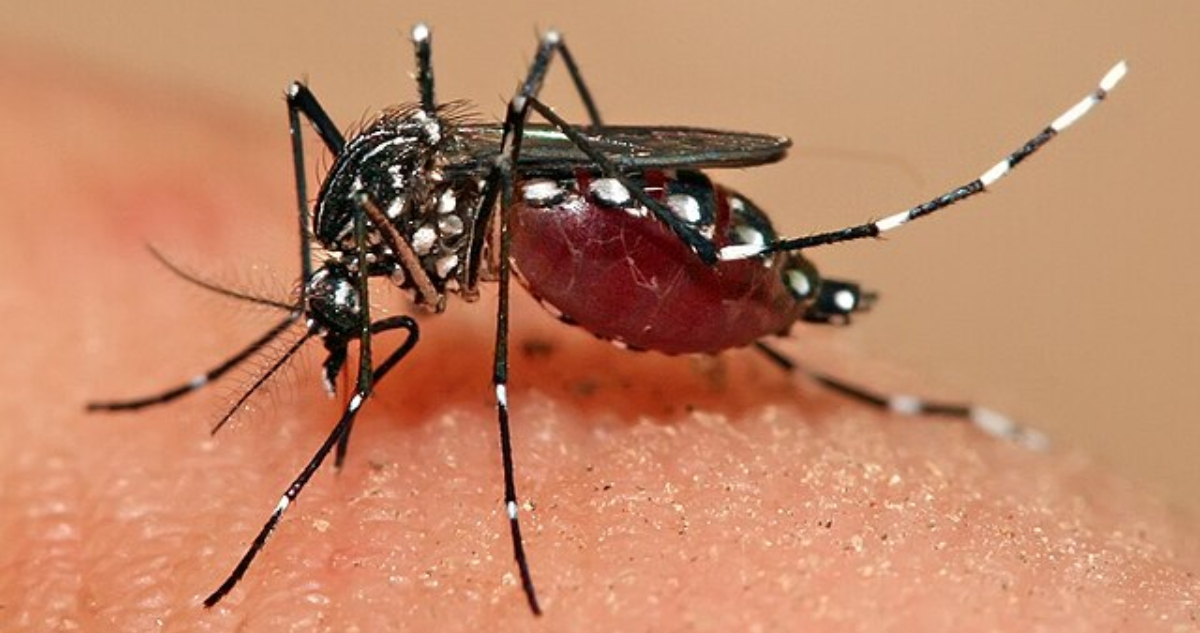 Foto del mosquito del dengue