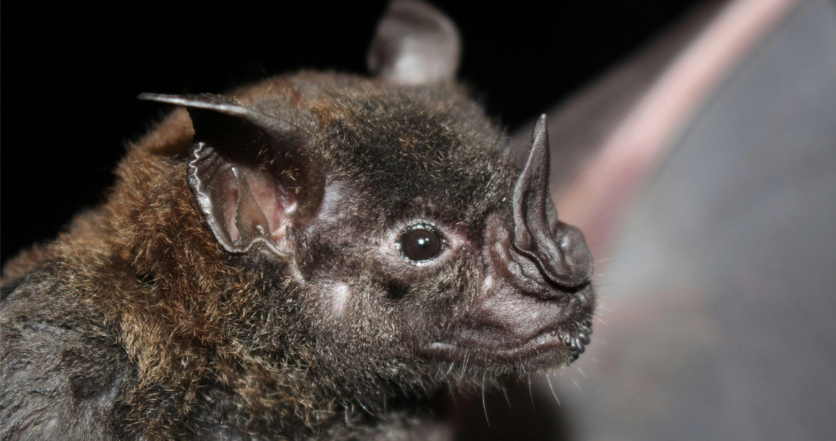 Activan protocolos por hallazgo de murciélago con virus de la rabia en el centro de Los Andes