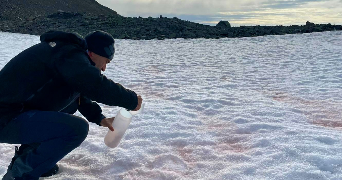 Nieve rosa en la Antártica