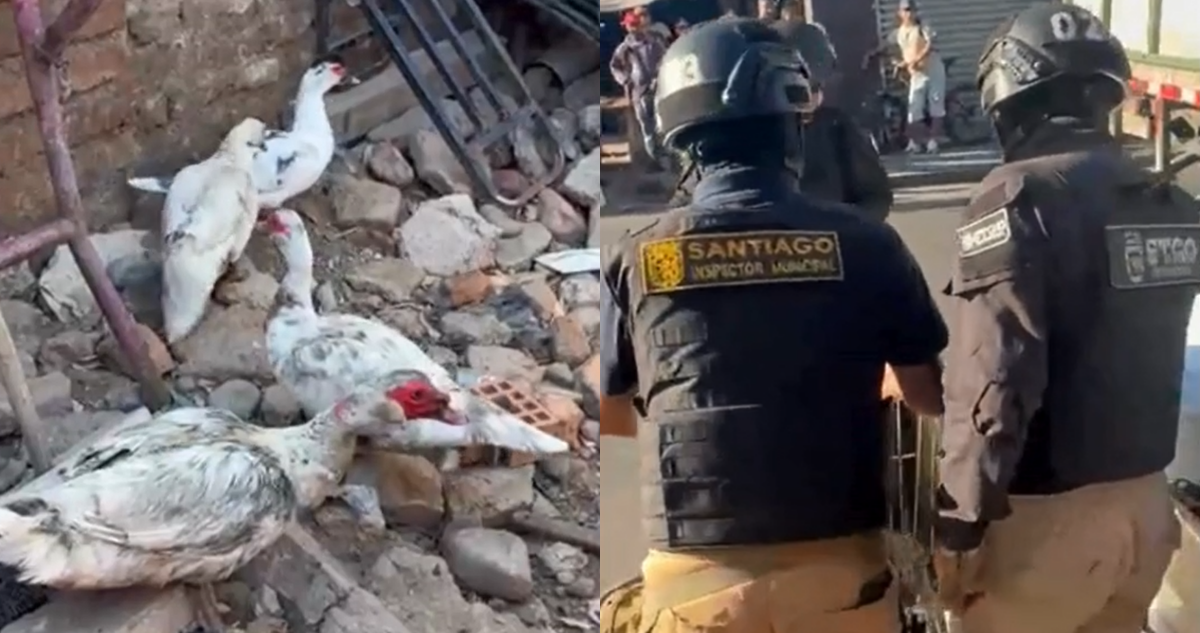 Operativo en Franklin permite incautar carros de comida y detectar un cité oculto donde vivían patos