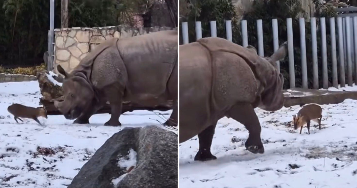 David vs Goliat: Pequeño ciervo se enfrentó a un enorme rinoceronte en zoológico de Polonia