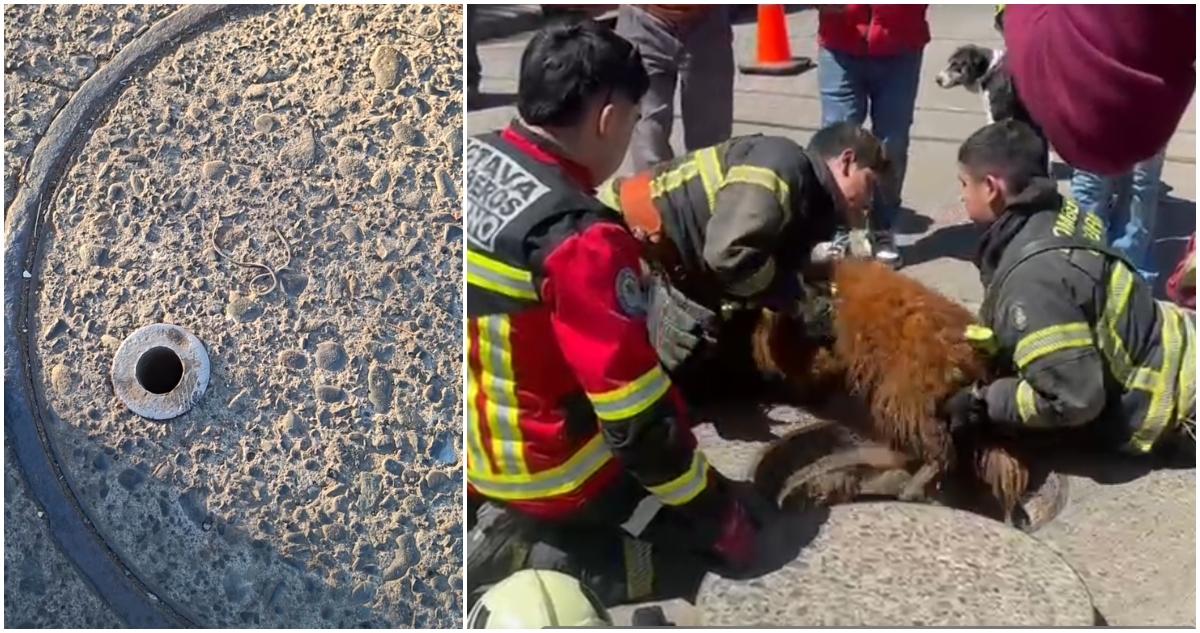 RESCATAN PERRO ATRAPADO EN ALCANTARILLA EN OSORNO