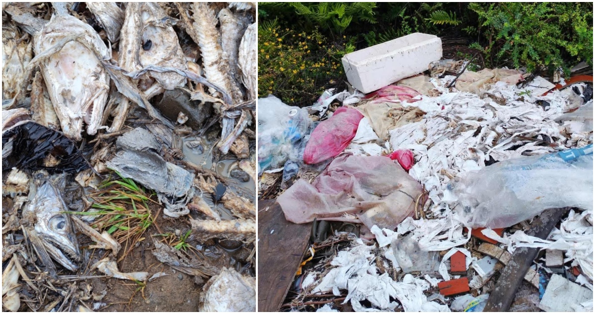 Incluso tienen larvas: vecinos de Puerto Montt sufren fétidos olores por pescados en descomposición