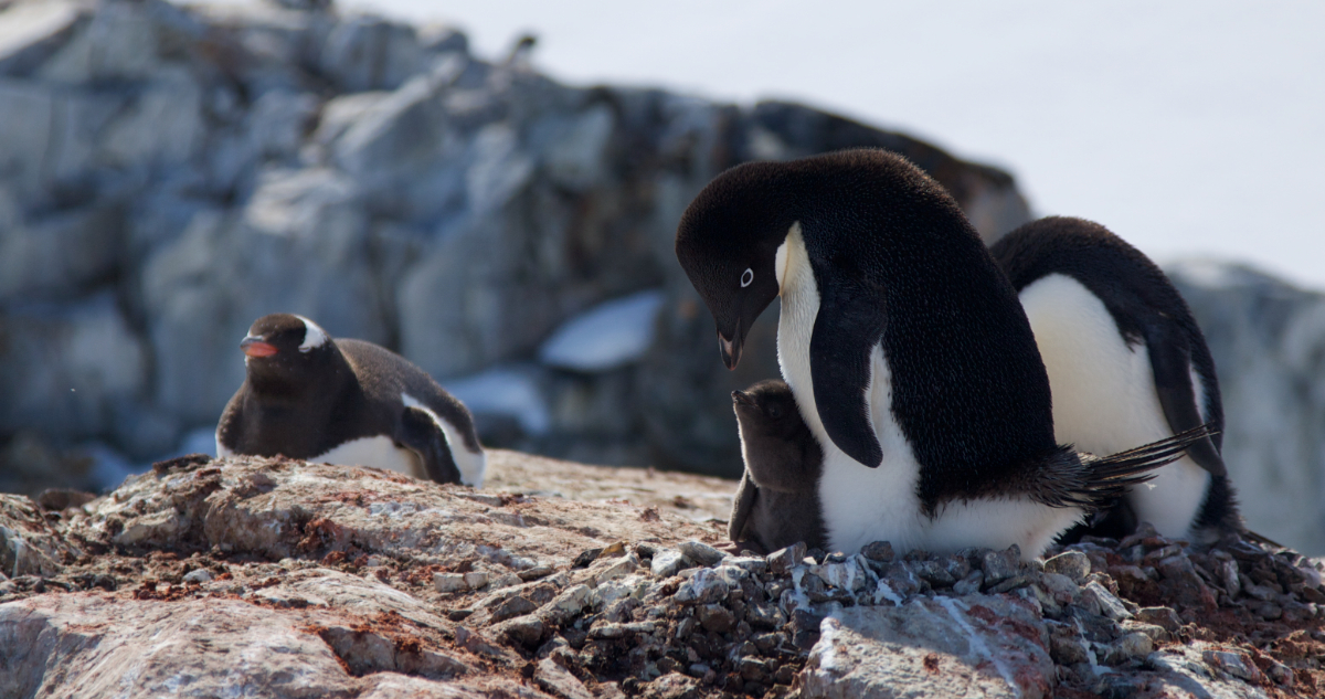 Descubren una impresionante adaptación al cambio climático en pingüinos que anidan en la Antártica