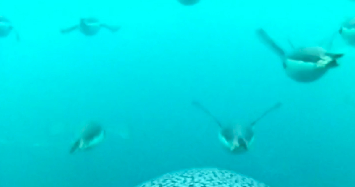 Captan el increíble buceo de los pingüinos barbijo cuando buscan alimento