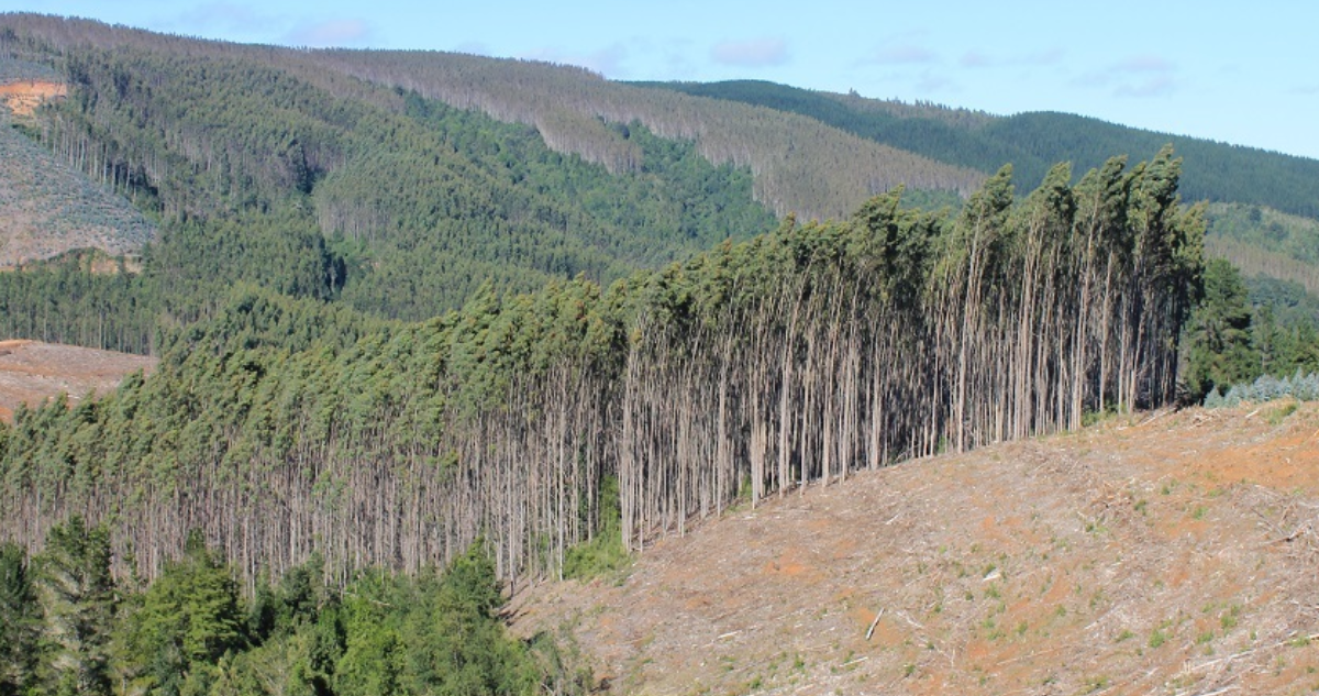 Araucanía: autoridades afirman que reducción de plantaciones forestales responde a "tendencia global"