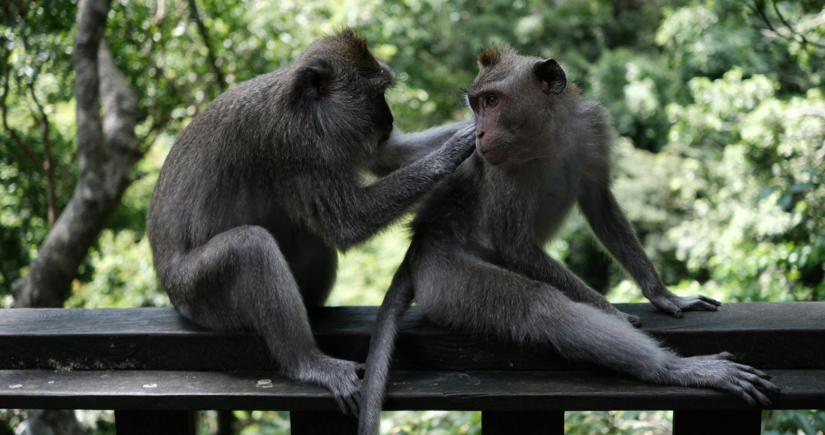 Descubren que la homosexualidad en primates no humanos podría ser una estrategia de supervivencia