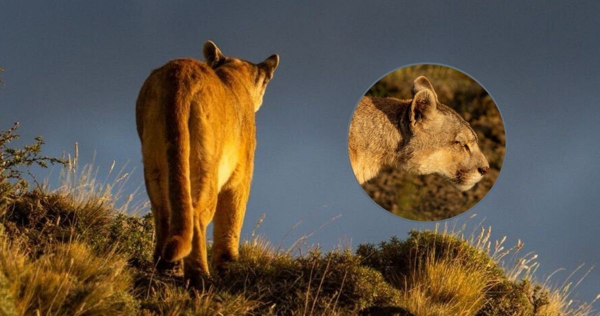 Muere Rupestre, icónica puma de las Torres del Paine: estrella de Netflix, la BBC y la ciencia