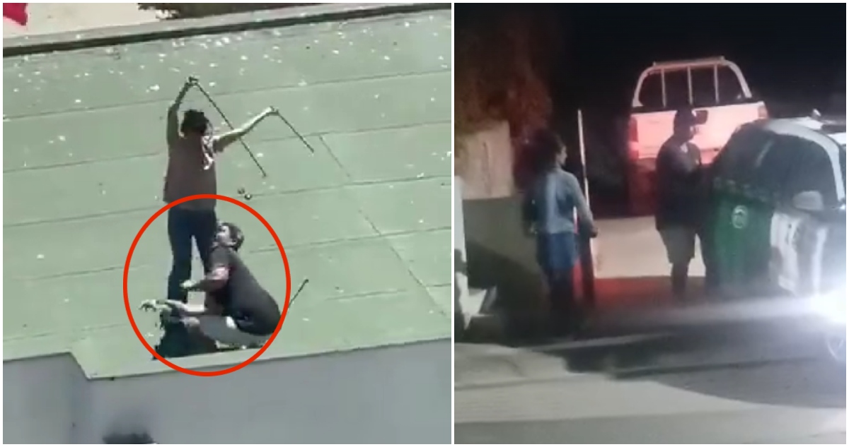 "Lo debemos castigar": municipio de Puchuncaví se querella por polluelos de gaviota lanzados al vacío