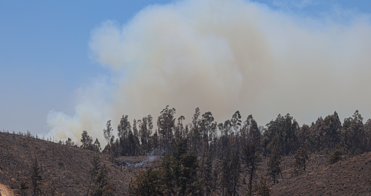 Región de Los Lagos registra a la fecha 48 incendios menos que la temporada pasada según Conaf