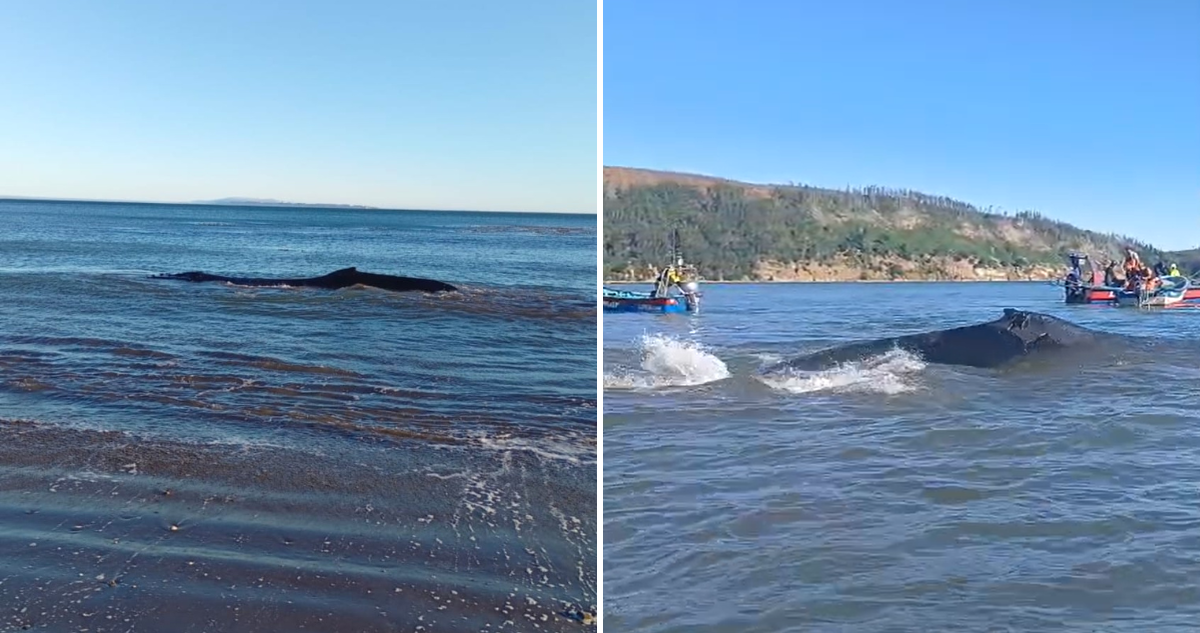 Rescatan con vida a ballena jorobada que varó en Caleta Llico