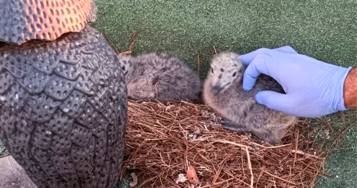 Las penas que podrían arriesgar los detenidos por arrojar polluelos de gaviota en Maitencillo