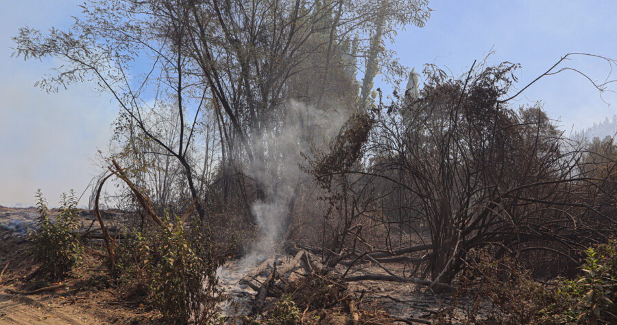 Senapred cancela alerta roja para Cabrero incendio está controlado