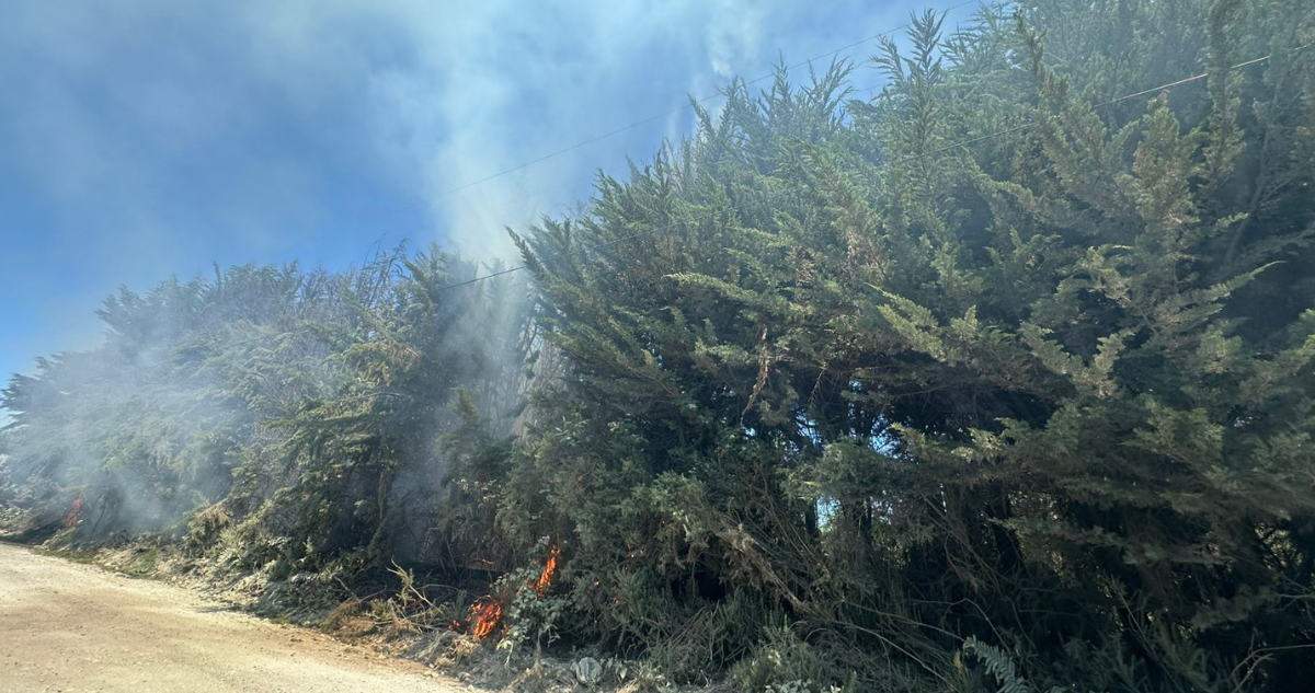 Senapred solicita evacuar sector Panitao Bajo en Puerto Montt por incendio forestal