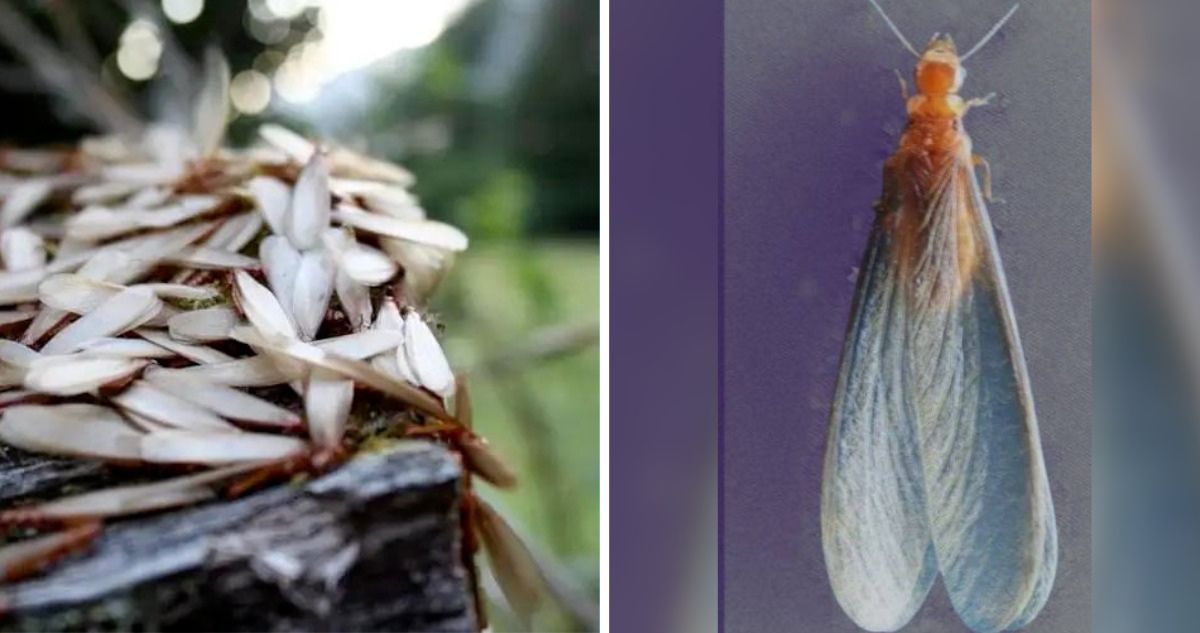 Cómo evitar a los molestos chalilos, termitas, trintraros o zorras peladas: Mito dice que entran al oído hasta el tímpano