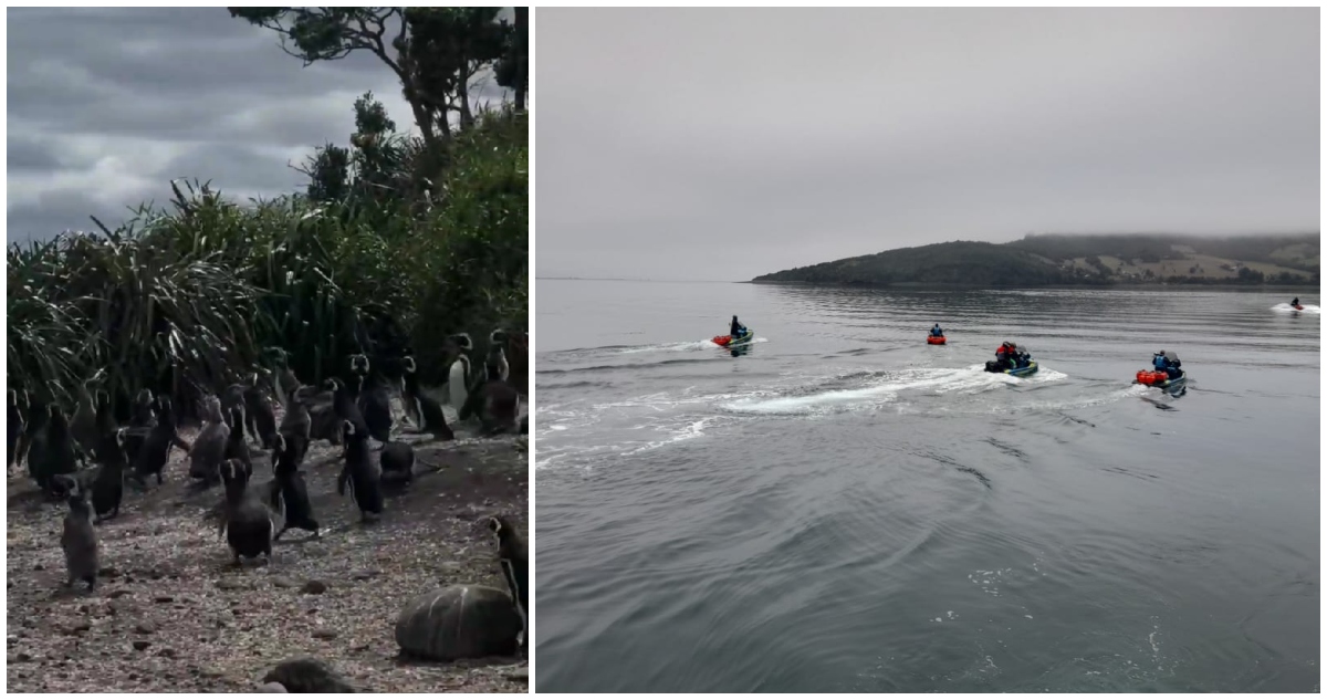 Turistas rusos perturbaron a pingüinos en islote de Chiloe