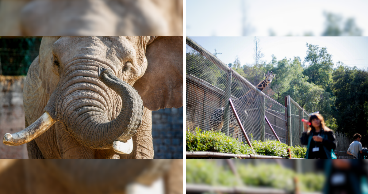 Zoológico Nacional reabre sus puertas con entradas gratuitas: Revisa cómo obtenerlas