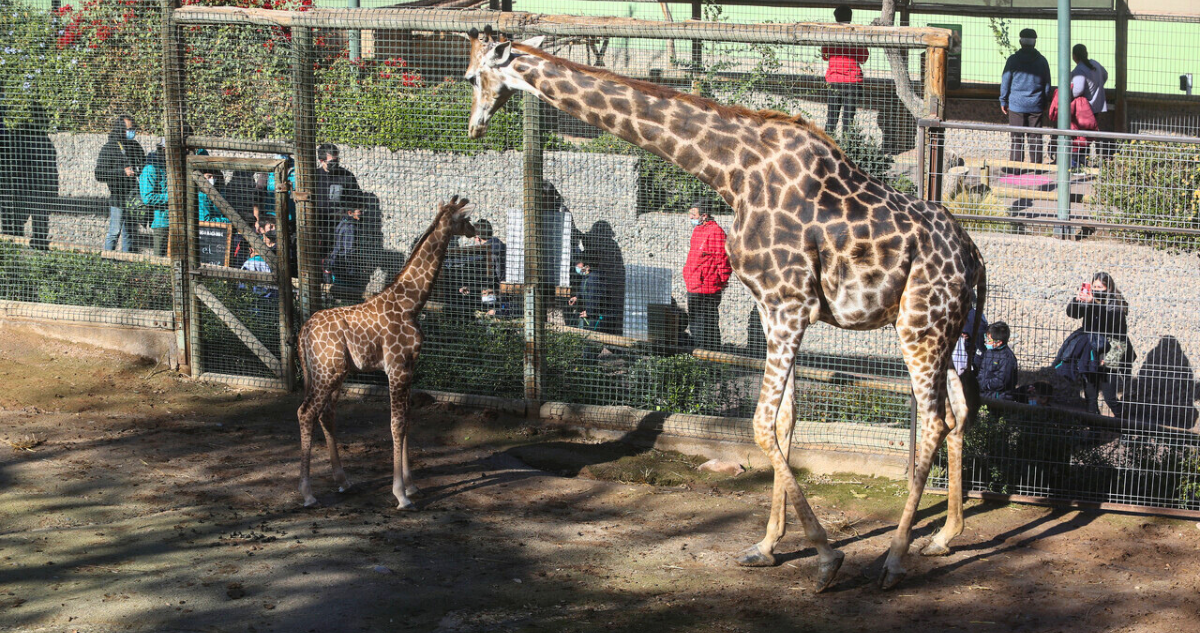 Zoológico Metropolitano