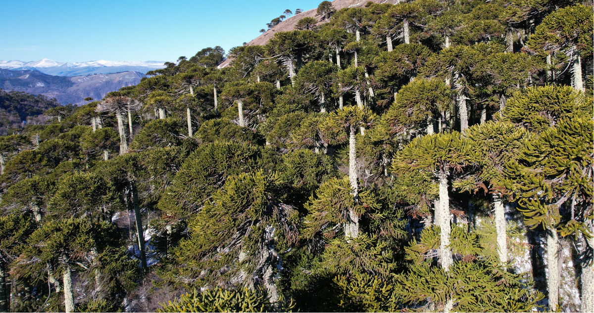 Araucarias