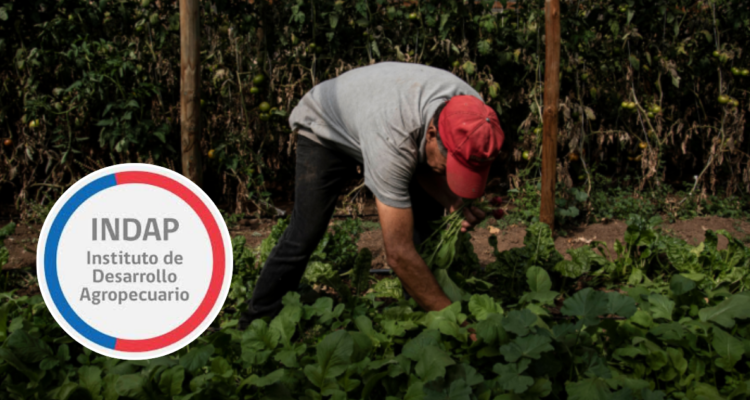 Más de 2 meses sin sueldos pagados llevan trabajadores a honorarios de programas de INDAP en Los Ríos