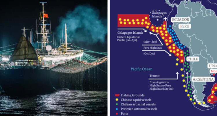 Advierten que una flota de más de 500 buques chinos estaría amenazando la captura de jibia en Chile
