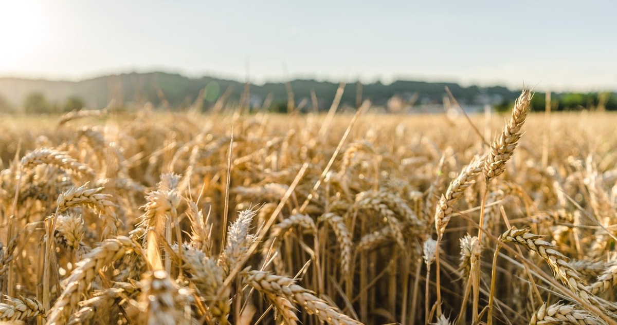 Agricultores advierten afectación a cosecha por lluvias en verano