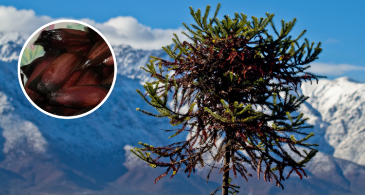 Alertan que cambio climático acelera caída del piñón y generarí un daño irreversible para la araucaria