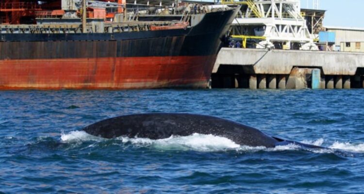 Chile lidera record mundial de colisiones de ballenas con embarcaciones pesqueras