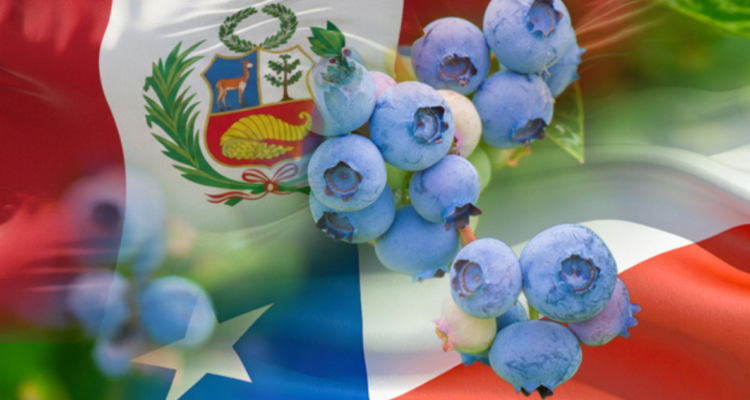 Gráfica de arándanos peruanos y chilenos.