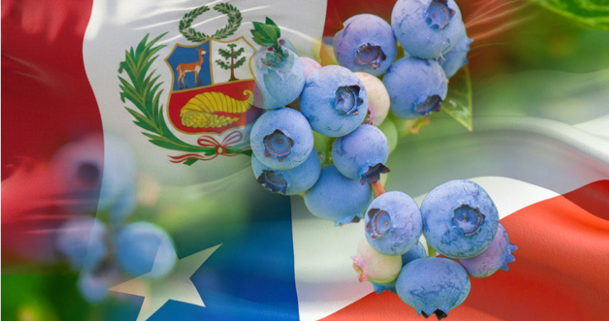 Gráfica de arándanos peruanos y chilenos.