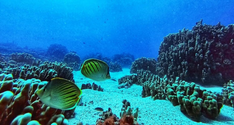 Foto de un arrecife de coral en Rapa Nui