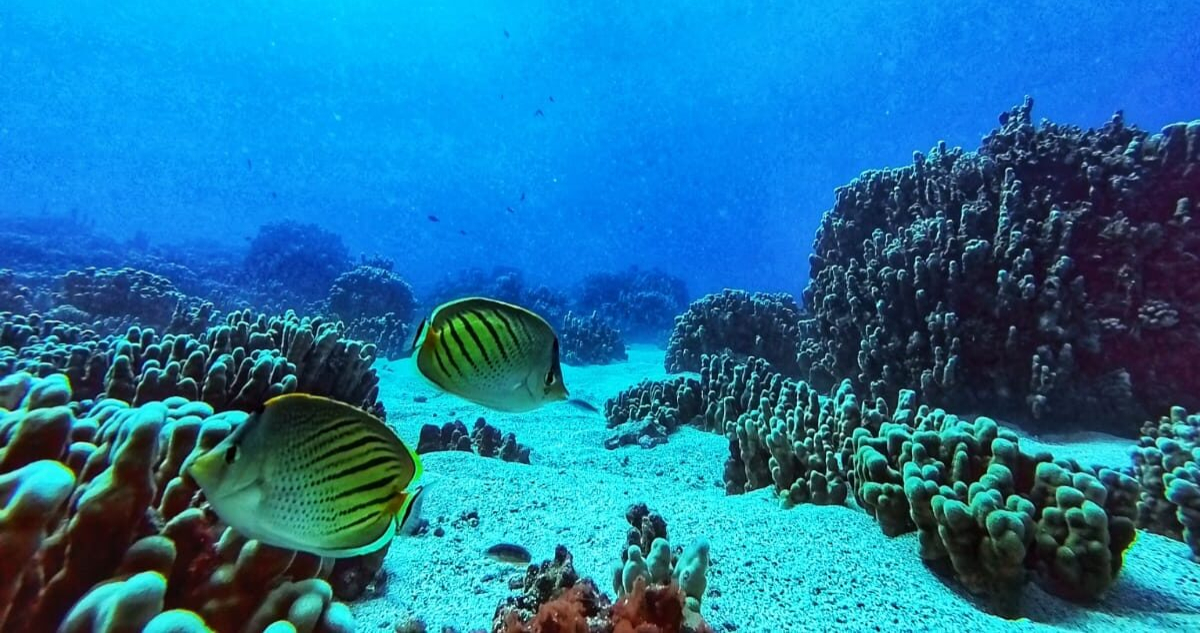 Foto de un arrecife de coral en Rapa Nui