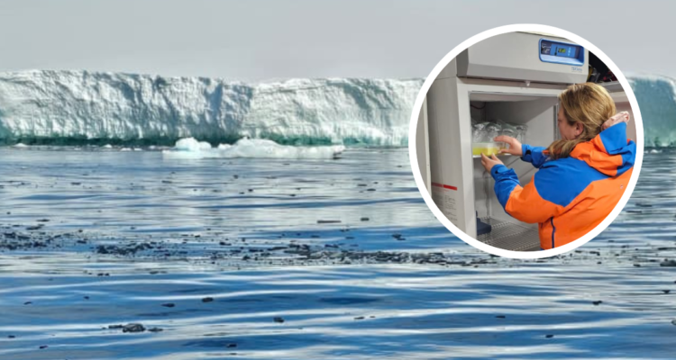 Científica guardando el filtro en un freezer a -20°C para su posterior transporte hasta el laboratorio en Chile. | Paisaje antártico.